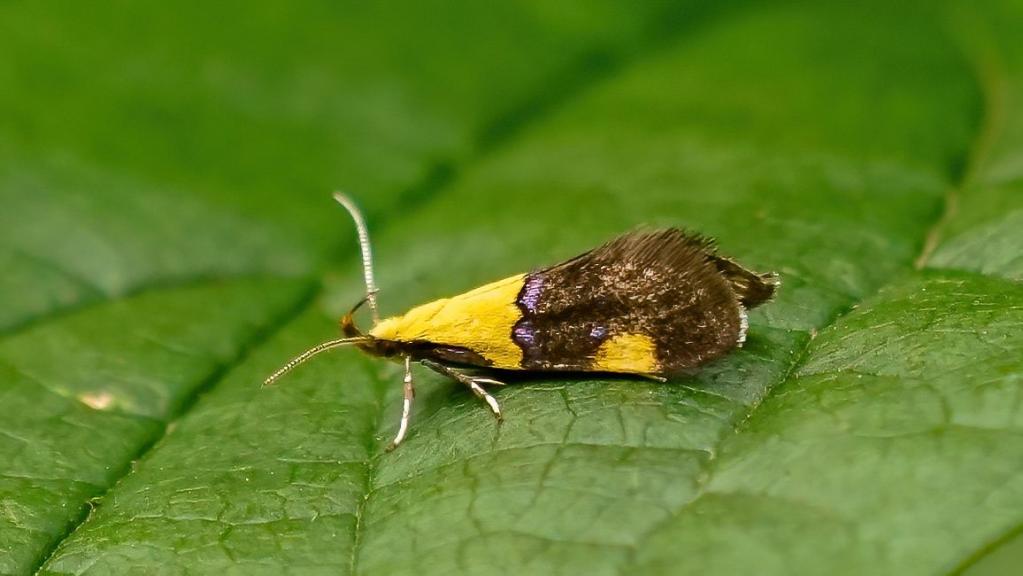EICHENRINDEN-FAULHOLZMOTTE  (Oecophora bractella)