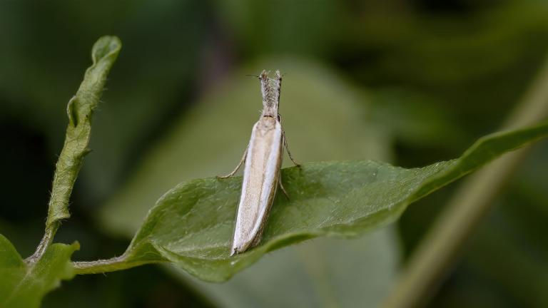 GESTREIFTE FAULHOLZMOTTE (Pleurota aristella)