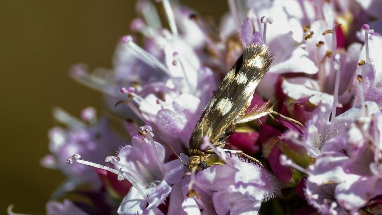 TOLLKRAUT-ZIERMOTTE (Scythris scopolella)