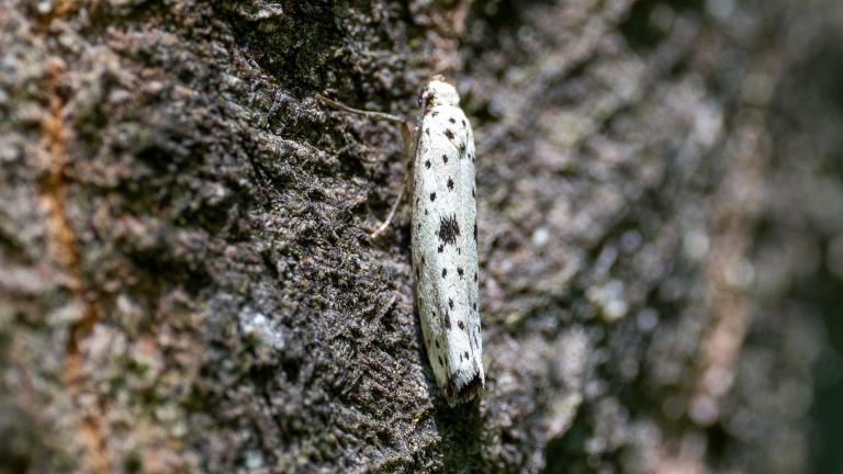 FAULBAUM-GESPINSTMOTTE (Yponomeuta plumbella)