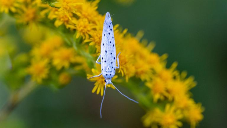 PFAFFENHÜTCHEN-GESPINSTMOTTE  (Yponomeuta cagnagella)