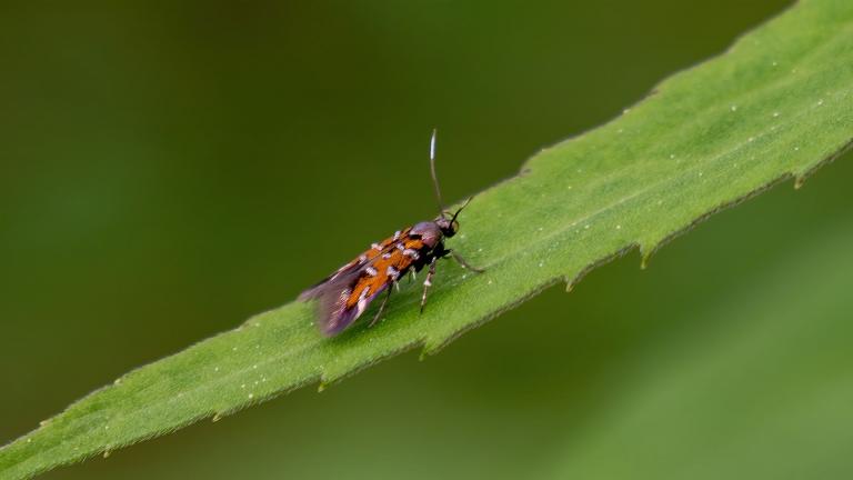 Pancalia leuwenhoekella