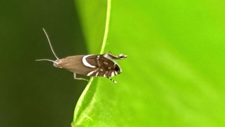 RUNDSTIRNMOTTE Glyphipterix forsterella