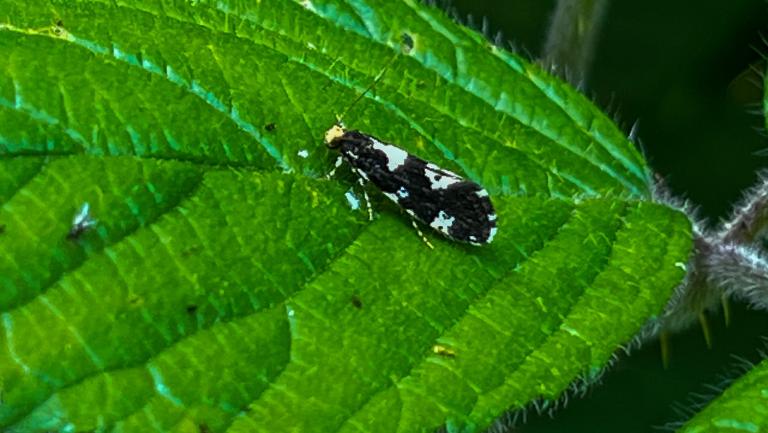VIERFLECK-TOTHOLZMOTTE (Triaxomera fulvimitrella)