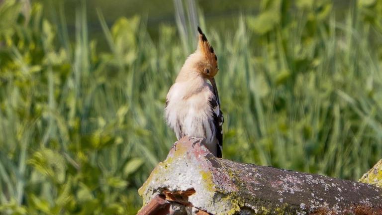 WIEDEHOPF (Upupa epops) bei der Körperpflege