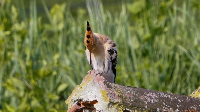 WIEDEHOPF (Upupa epops) bei der Körperpflege