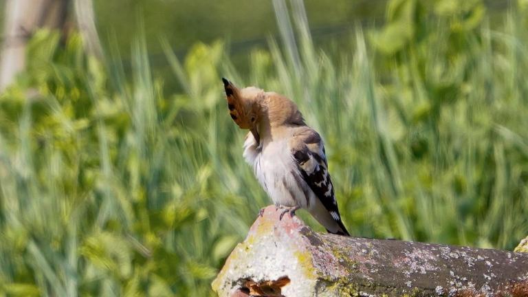 WIEDEHOPF (Upupa epops) bei der Körperpflege