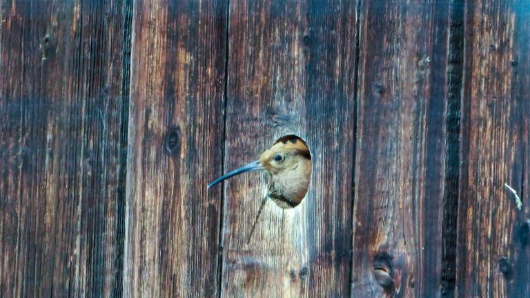 WIEDEHOPF (Upupa epops) Junges wartet auf Futter