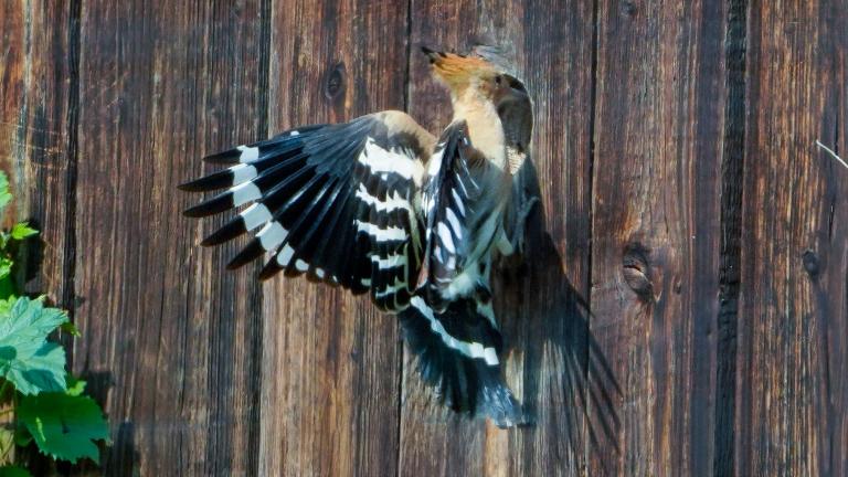 WIEDEHOPF (Upupa epops) beim Füttern