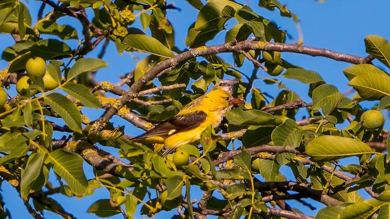 PIROL (Oriolus oriolus) -- weiblich