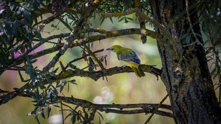 PIROL (Oriolus oriolus) -- weiblich