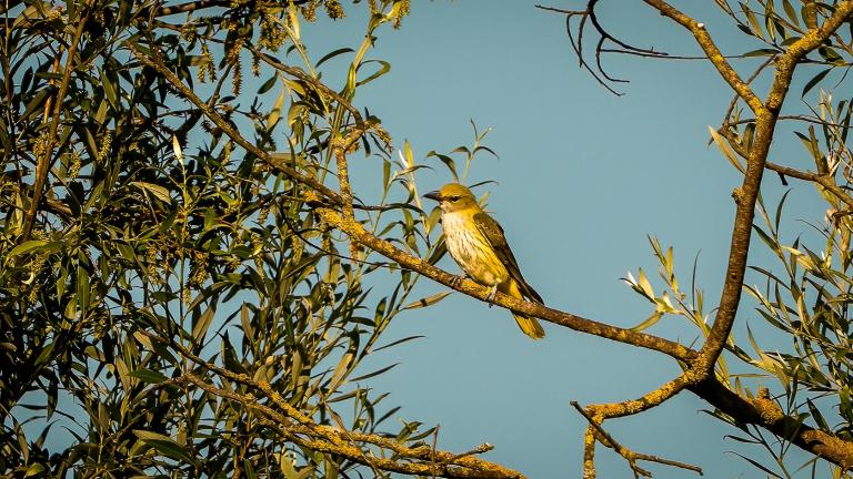PIROL (Oriolus oriolus) -- Jungvogel wartet auf Futter