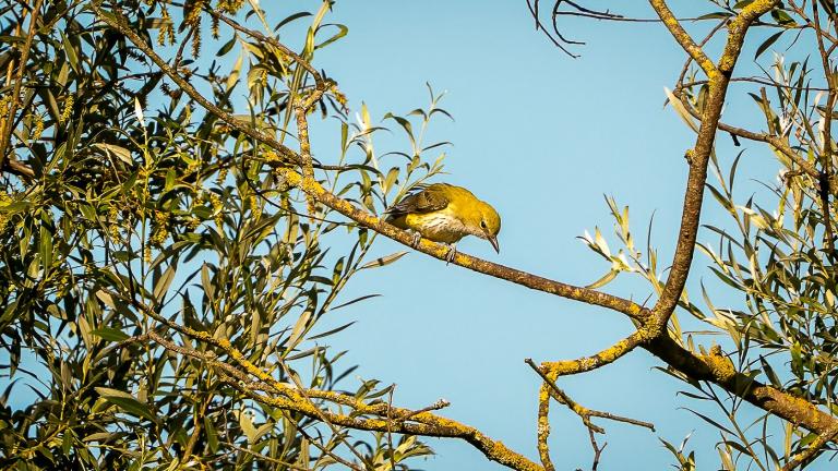 PIROL (Oriolus oriolus) -- Jungvogel wartet auf Futter