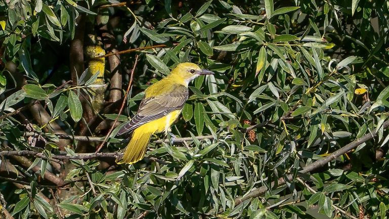 PIROL (Oriolus oriolus) -- Jungvogel