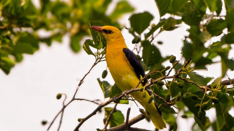 PIROL (Oriolus oriolus) -- männlich