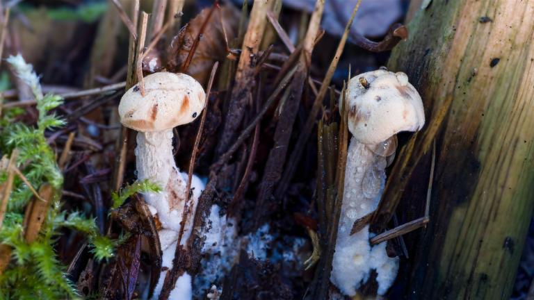 Harziger Saegeblättling (NEOLENTINUS ADHAERENS)