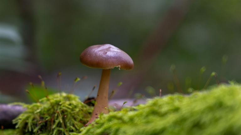 Horngrauer Rübling (RHODOCOLLYBIA BUTYRACEA VAR. ASEMA)