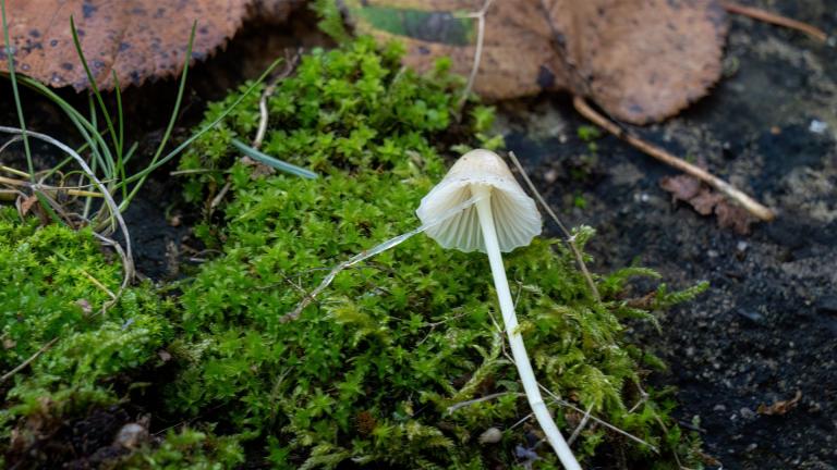 Kleiner Schleimfuss-Helmling (RORIDOMYCES RORIDUS)