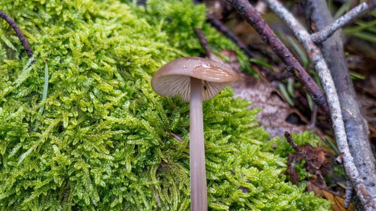 Langstieliger Knoblauch-Schwindling (MYCETINIS ALLIACEUS)