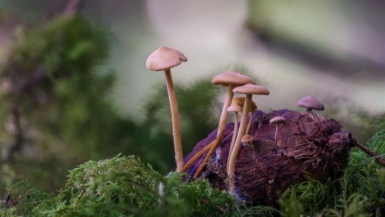 Mäuseschwanz-Rübling (BAEOSPORA MYOSURA)