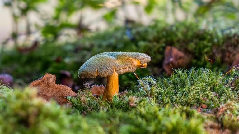 Olivgelber Holzritterling (TRICHOLOMOPSIS DECORA)