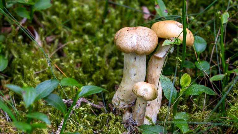 Olivgelber Schleimkopf (CORTINARIUS SUBTORTUS)