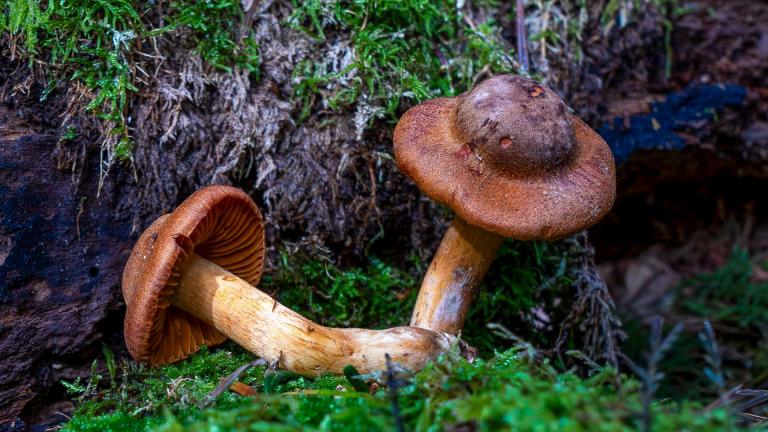 Orangeblättriger Zimthautkopf (CORTINARIUS CINNAMOMEUS9