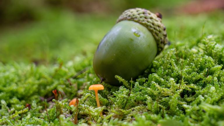 Orangeroter Heftnabeling (RICKENELLA FIGULA)