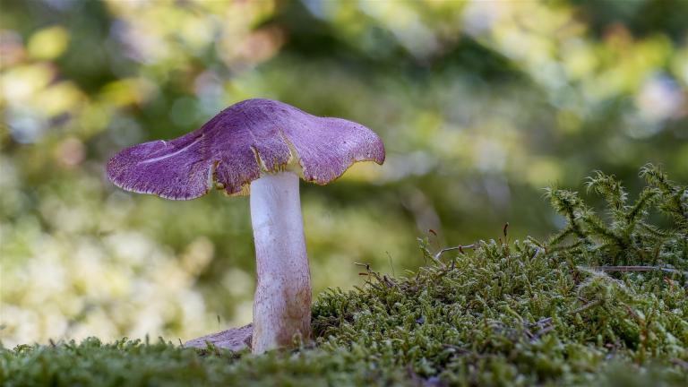 Purpurfilziger Holzritterling (TRICHOLOMOPSIS RUTILANS)