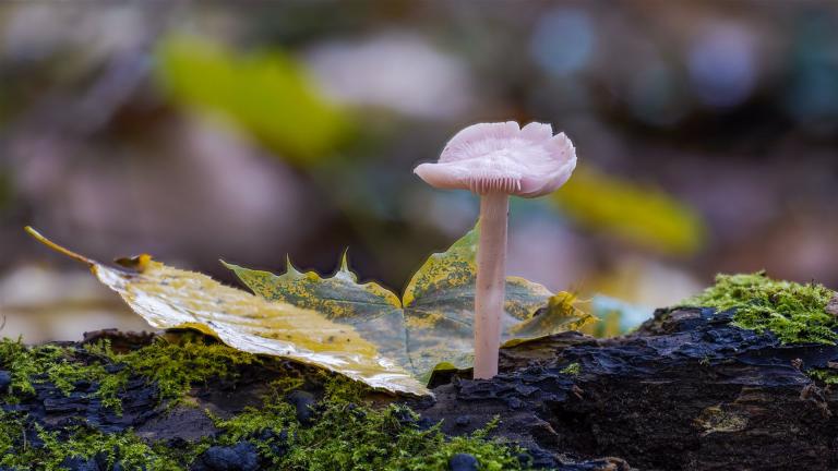 Rosa Rettich-Helmling (MYCENA ROSEA)
