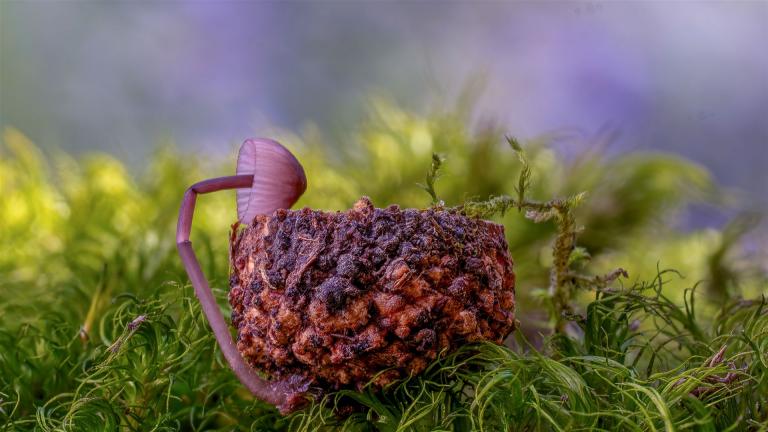 Rotschneidiger Helmling (MYCENA RUBROMARGINATA)