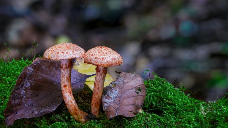 Rotschuppiger Rauhkopf (CORTINARIUS BOLARIS)
