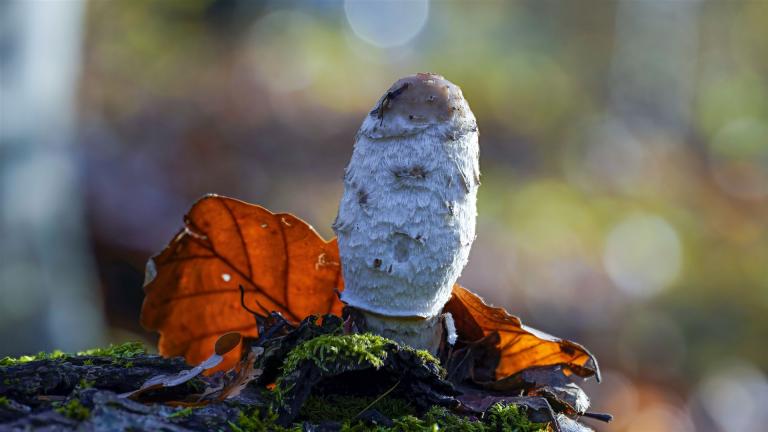 Schopf-Tintling (COPRINUS COMATUS)