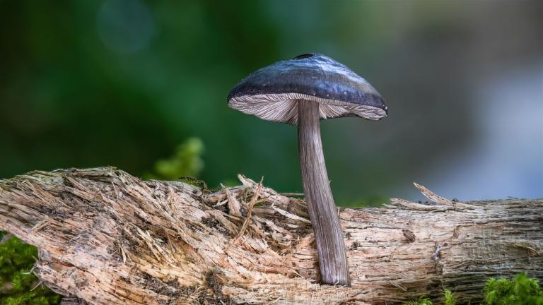 Schwarzschneidiger Dachpilz (PLUTEUS NIGROFLOCCOSUS)
