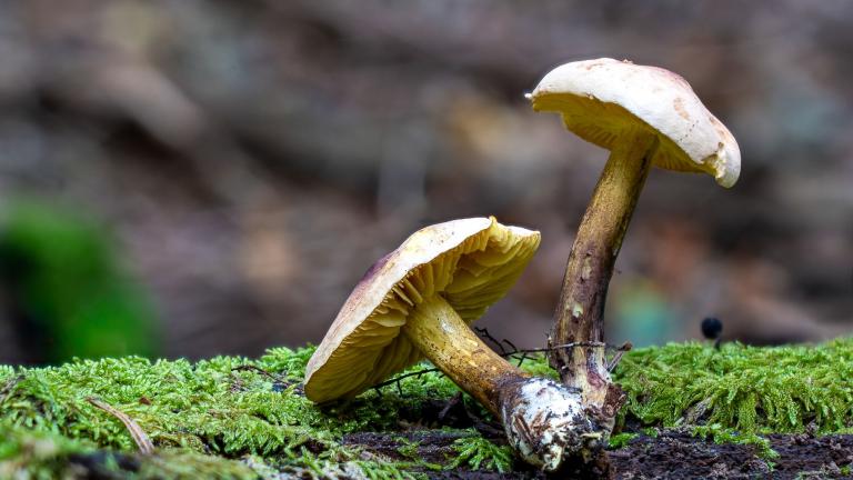Schwefel-Ritterling (TRICHOLOMA SULPHUREUM) -- SELTEN