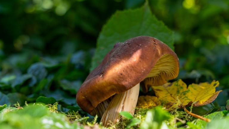 Spindeliger Rübling (GYMNOPUS FUSIPES)