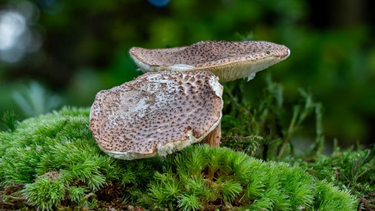 Spitzschuppiger Stachelschirmling (ECHINODERMA ASPERUM)