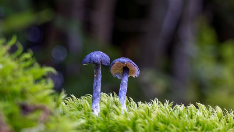 Stahlblauer Rötling (ENTOCYBE NITIDA)