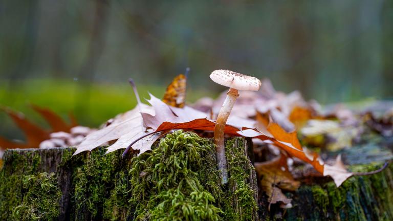 Stinkschirmling (LEPIOTA CRISTATA )