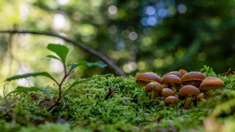 Stockschwämmchen (KUEHNEROMYCES MUTABILIS)