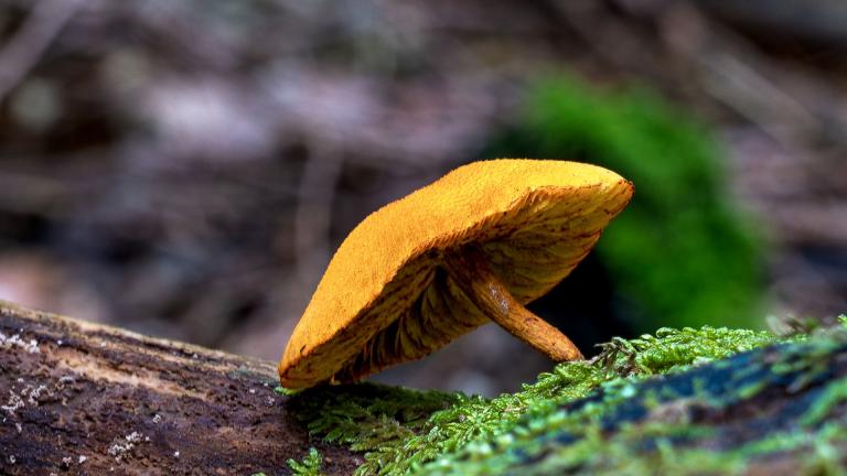 Geflecktblaettriger Flaemmling (GYMNOPILUS PENETRANS)