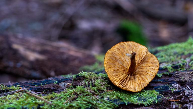 Geflecktblaettriger Flaemmling (GYMNOPILUS PENETRANS)