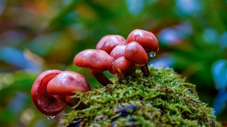 Gefleckter Flämmling (GYMNOPILUS PENETRANS)