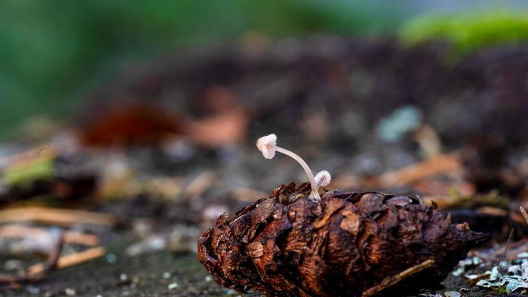 Gelatinös-Stacheliger Helmling (MYCENA TENUISPINOSA)