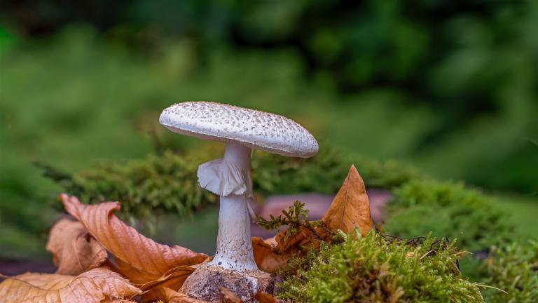 Gelber Knollenblätterpilz (AMANITA CITRINA)