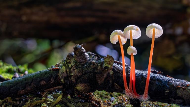 Gelborange Milchender Helmling (MYCENA CROCATA)