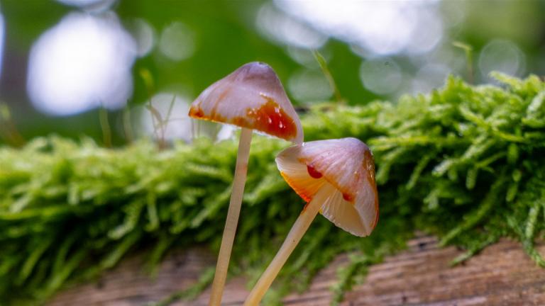 Gelborange Milchender Helmling (MYCENA CROCATA)