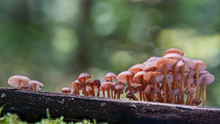 Gelbstieliger Nitrat-Helmling (MYCENA RENATI)