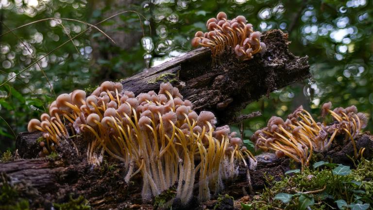 Gelbstieliger Nitrat-Helmling MYCENA RENATI)