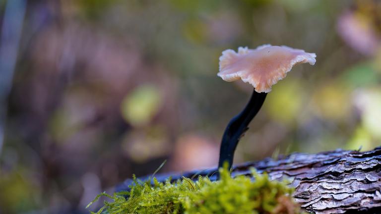 Gemeiner Gurkenschnitzling (MACROCYSTIDIA CUCUMIS)